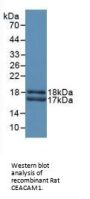 Carcinoembryonic Antigen Related Cell Adhesion Molecule 1 (CEACAM1) Antibody
