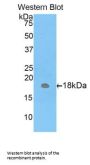 Carcinoembryonic Antigen Related Cell Adhesion Molecule 3 (CEACAM3) Antibody