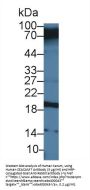 Carcinoembryonic Antigen Related Cell Adhesion Molecule 7 (CEACAM7) Antibody