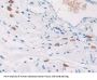 Carcinoembryonic Antigen Related Cell Adhesion Molecule 7 (CEACAM7) Antibody