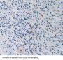 Carcinoembryonic Antigen Related Cell Adhesion Molecule 7 (CEACAM7) Antibody