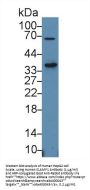 Signaling Lymphocytic Activation Molecule Family Member 1 / CD150 (SLAMF1) Antibody