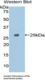Signaling Lymphocytic Activation Molecule Family Member 1 / CD150 (SLAMF1) Antibody