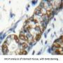 Signaling Lymphocytic Activation Molecule Family Member 1 / CD150 (SLAMF1) Antibody