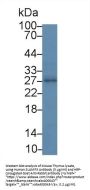SLAMF5 Antibody