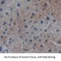 SLAMF5 Antibody