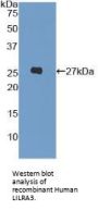 Leukocyte Immunoglobulin Like Receptor Subfamily A, Member 3 (LILRA3) Antibody
