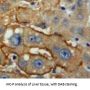 Leukocyte Immunoglobulin Like Receptor Subfamily A, Member 3 (LILRA3) Antibody