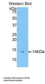 Peptidyl Prolyl Cis/Trans Isomerase NIMA Interacting Protein 4 (PIN4) Antibody