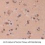 Peptidyl Prolyl Cis/Trans Isomerase NIMA Interacting Protein 4 (PIN4) Antibody