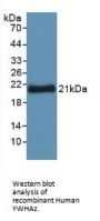 14-3-3 Protein Zeta/Delta (YWHAZ) Antibody