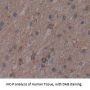 14-3-3 Protein Zeta/Delta (YWHAZ) Antibody