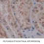 Low Density Lipoprotein Receptor Related Protein Associated Protein 1 (LRPAP1) Antibody