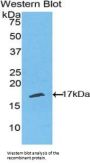 Tumor Necrosis Factor Receptor Superfamily, Member 19 Like Protein (TNFRSF19L) Antibody