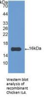 Interleukin 4 (IL4) Antibody