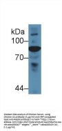 Complement C4 Antibody