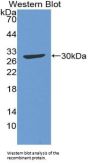 Complement C4 Antibody