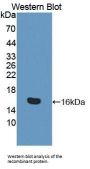 Interleukin 16 (IL16) Antibody