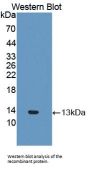 Interferon Inducible T-Cell Alpha Chemoattractant (ITaC) Antibody