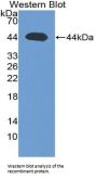 Transforming Growth Factor Beta 3 (TGFb3) Antibody