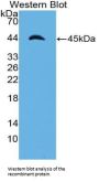 Apolipoprotein A4 (APOA4) Antibody