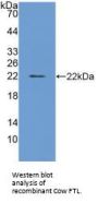 Ferritin, Light Polypeptide (FTL) Antibody