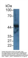 Fibrinogen Gamma (FGG) Antibody