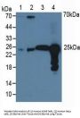Peroxiredoxin 6 (PRDX6) Antibody