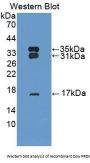 Peroxiredoxin 6 (PRDX6) Antibody