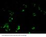 Peroxiredoxin 6 (PRDX6) Antibody