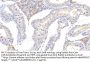 Interleukin 1 Beta (IL1b) Antibody
