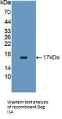 Interleukin 4 (IL4) Antibody