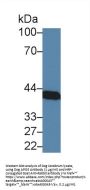 Apolipoprotein E (APOE) Antibody