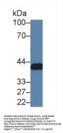 Apolipoprotein E (APOE) Antibody