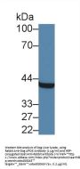 Apolipoprotein E (APOE) Antibody