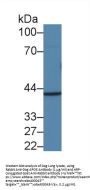 Apolipoprotein E (APOE) Antibody