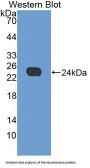 Apolipoprotein E (APOE) Antibody