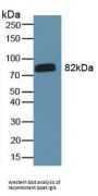 Immunoglobulin G (IgG) Antibody