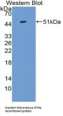 Interleukin 10 (IL10) Antibody