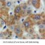 Tissue Factor Pathway Inhibitor (TFPI) Antibody