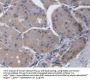 C-X-C Motif Chemokine 14 / BRAK (CXCL14) Antibody