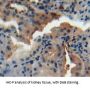 N-Acetyl Alpha-D-Glucosaminidase (NAGLU) Antibody