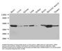Actin, Alpha Skeletal Muscle (ACTA1) Antibody