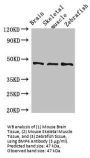 Bone Morphogenetic Protein 4 (BMP4) Antibody