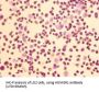 Homer Homolog 1 (Drosophila) (HOMER1) Antibody