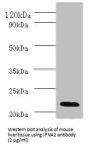 Interferon Alpha 2 (IFNA2) Antibody