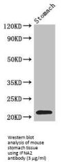 Interferon Alpha 2 (IFNA2) Antibody