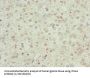 Interferon Alpha 2 (IFNA2) Antibody