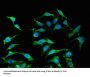 Interferon Alpha 2 (IFNA2) Antibody