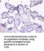 Milk Fat Globule EGF Factor 8 (MFGE8) Antibody